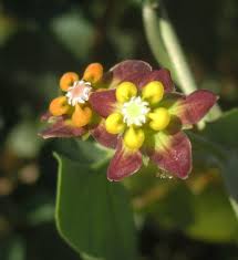 Image result for Pentarrhinum insipidum