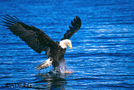 Juvenile bald eagle in flight. Eagle Flight And Other Myths Alaska Department Of Fish And Game