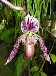 Pin On Orchids