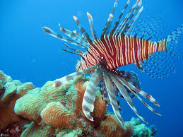 Coral Reef Fish Coral Reef Animals Coral Reef Pictures Coral Reef