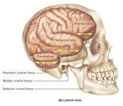 What Do Grossly Unremarkable Suprahyoids Mean Quora