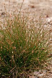 Image result for Eleocharis geniculata