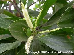 Image result for Acacia mangium