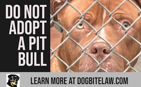 Pit bull terriers near meriden, connecticut. Safety Before Pit Bulldogs Extreme Attacks List Of Pit Bulls Up For Adoption Or Recently Adopted From Shelters That Seriously Attack