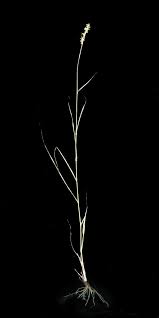 Image result for Cymbopogon caesius