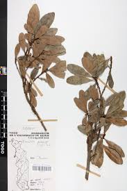 Image result for Synsepalum passargei