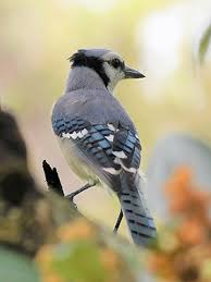 Birds can in fact eat blueberries and there are certain types that eat them more than others. Bird Friendly Plants Gardening Solutions University Of Florida Institute Of Food And Agricultural Sciences