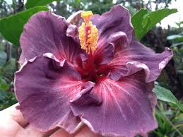 Image result for Hibiscus dongolensis
