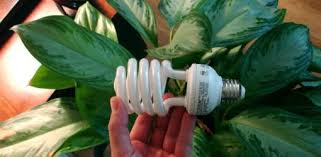 They were initially produced to replace standard incandescent bulbs in our houses, fitting in most sockets and producing the same amount of light for a smaller power use. How To Grow Houseplants In Artificial Light Today S Homeowner