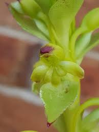 Image result for Satyrium chlorocorys