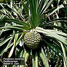 Image result for Pandanaceae