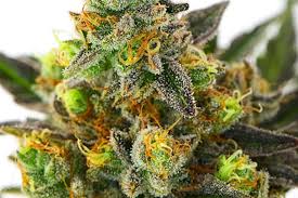 A Comprehensive Guide to Choosing the Best Cannabis Products in Denver,  Colorado - Lit Dispensary