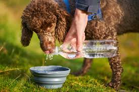 How can i get my fussy dog to eat raw vegetables for a healthy treat instead of store bought dog bones? Hydrate Your Hound For Health Dog Hydration Cesar S Way
