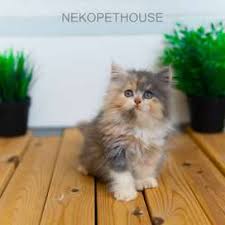 Kucing persia kitten peaknose asli hidung pesek. Kucing Persia Flatnose Jual Hewan Peliharaan Kucing Terlengkap Di Bogor Kota Olx Co Id