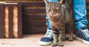 Ny oldest cat follow people around too. Why Is My Cat Going To The Toilet Around The House Introducing Your Cat To The Outside Battersea