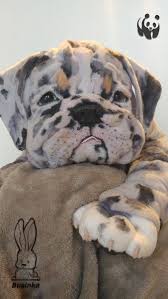 Barbados Koala Paws By Olga Ageenkova Businka Cute Baby Animals English Bulldog Puppies Dog Paws