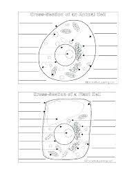 Find the training resources you need for all your activities. Cy 9826 Detailed Color Diagram Of A Plant Cell Free Diagram