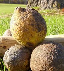 The Dark Side Of The Black Walnut The New York Times