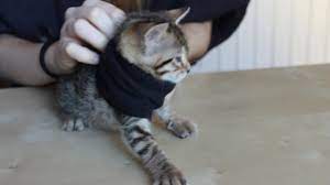 Diy Cat Sweater Youtube