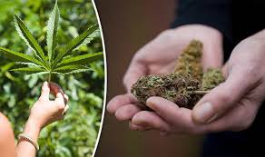 Or on the day of april 20th, and by extension, a way to identify. What Is 420 What Does It Mean And Why Does It Does It Represent Cannabis Express Co Uk