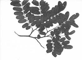 Image result for Cassia angolensis