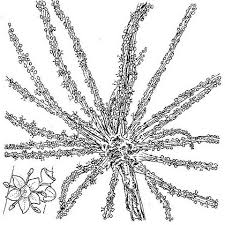 Image result for Cussonia arborea