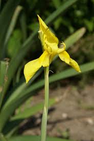 Image result for Moraea spathulata