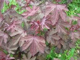 Grown primarily for its striking, serrated foliage. Tn 59 Cranberry Hibiscus Echocommunity Org