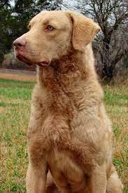 I Have Two Dogs Techinically My Parents Do But I Consider Them Mine Too They Are Both Chesapeake Bay Retriever Pict Chesapeake Bay Retriever Dog Breeds Dogs