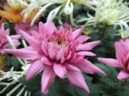Pin On Chrysanthemum