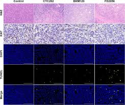 Image result for karp ln  tunel ort za