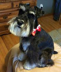 Black And Silver Giant Schnauzer Puppies For Sale More Miniature Schnauzer Cuteness Black And Silver Itens Personalizados Animais