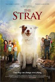 The Stray Full Izle Film Izleme Babalar