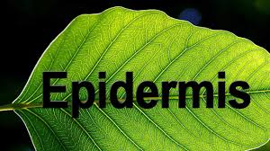 Cell types in the plant epidermis. Epidermis In Plants Biology Science Letstute Youtube