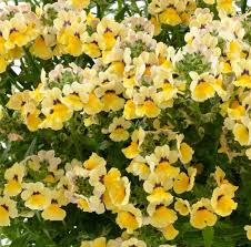 Image result for Nemesia zimbabwensis