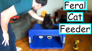 Feeds only a few cats at a time; Diy Feral Cat Feeding Station Easy Cheap Youtube