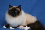 Birman Kittens For Sale by Reputable Breeders | Pets4You