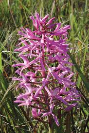 Image result for Disa welwitschii