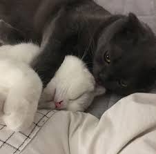 Pin By Chelsea Maxwell On Kitties Cute Cats Cats Kittens