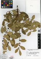 Image result for Phyllanthus ovalifolius