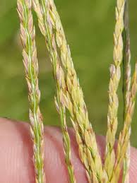 Image result for Pauridiantha