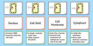 Maybe you would like to learn more about one of these? Preview Of Ks3 Science Plant Cell Structure And Function Faf Activity Plant Cell Structure Cell Structure Structure And Function