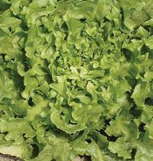 For this reason, escarole is often planted in midsummer and then harvested in the fall. Broadleaf Batavian Escarole Seeds West Coast Seeds