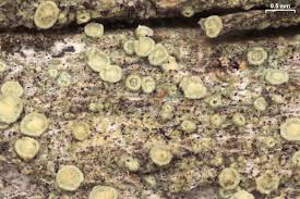 Image result for Lecaniodiscus