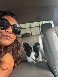 Lost Border Collie in Olivehurst Area