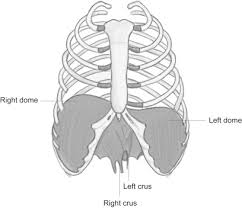 Breathing with your diaphragm tells the body to go into a state of safety. Scaffolds For Reconstruction Of The Diaphragm Sciencedirect
