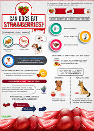 Strawberries are full of healthy nutrients that are good. Can Dogs Eat Strawberries Can Puppies Eat Strawberry Petmoo