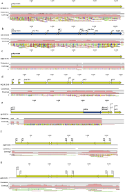 Image result for Lepistemon owariensis