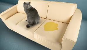 How To Get Cat Pee Out Of Your Couch