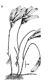 Image result for Thalassodendron ciliatum